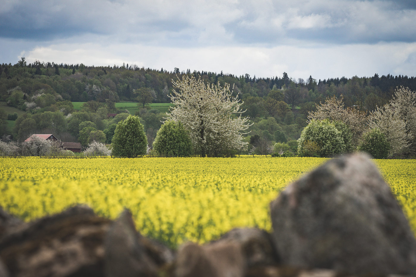 platåbergens_geopark_DSC1233 | Platåbergens Geopark
