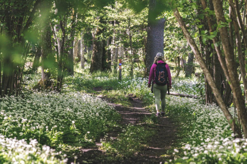 Västerplana storäng